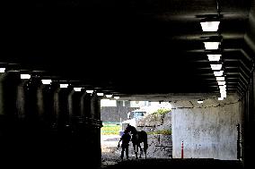 Thoroughbred Horse Racing At Woodbine Racetrack