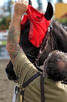 Thoroughbred Horse Racing At Woodbine Racetrack