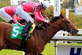 Thoroughbred Horse Racing At Woodbine Racetrack