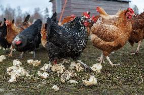 Poultry farming