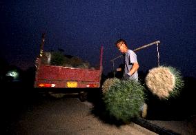 Green Onion Industry - China