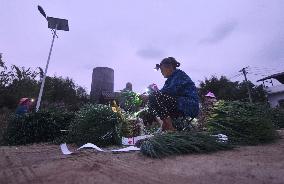 Green Onion Industry - China