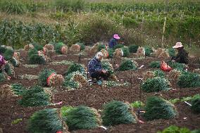 Green Onion Industry - China