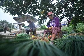 Green Onion Industry - China