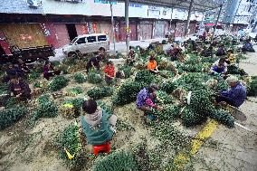 Green Onion Industry - China