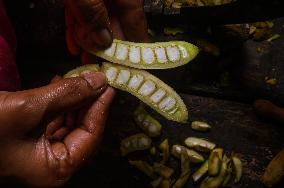 Tamarind Fruit -Tamarindus Indica