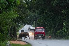 Daily Life In Sri Lanka