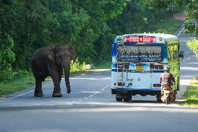 Daily Life In Sri Lanka