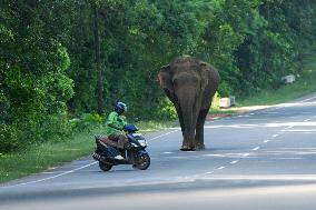 Daily Life In Sri Lanka