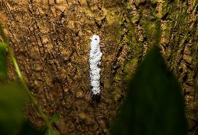 Isaria Fungi Attack On Moringa Hairy Caterpillar - Insect Pests