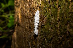 Isaria Fungi Attack On Moringa Hairy Caterpillar - Insect Pests