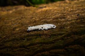 Isaria Fungi Attack On Moringa Hairy Caterpillar - Insect Pests