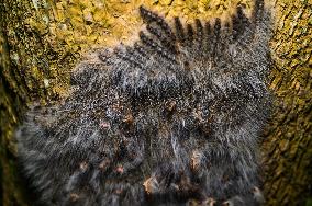 Moringa Hairy Caterpillar - Animal India