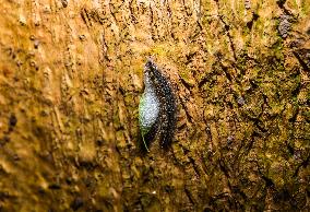 Moringa Hairy Caterpillar - Animal India