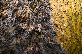 Moringa Hairy Caterpillar - Animal India