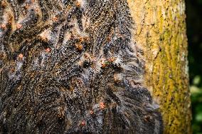 Moringa Hairy Caterpillar - Animal India