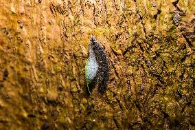 Moringa Hairy Caterpillar - Animal India