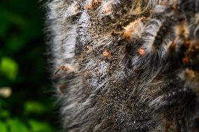 Moringa Hairy Caterpillar - Animal India