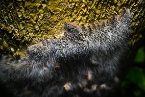 Moringa Hairy Caterpillar - Animal India