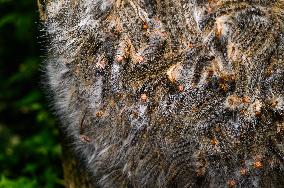 Moringa Hairy Caterpillar - Animal India