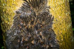 Moringa Hairy Caterpillar - Animal India