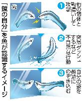 How fish comes to perceive mirrored image as own image