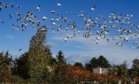 Geese Migration - British Columbia