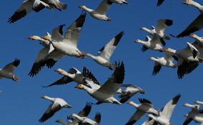 Geese Migration - British Columbia