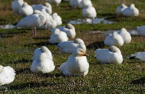 Geese Migration - British Columbia