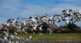 Geese Migration - British Columbia