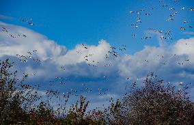 Geese Migration - British Columbia