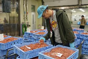 Sakura shrimp auction in Japan