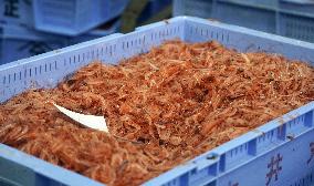 Sakura shrimp auction in Japan