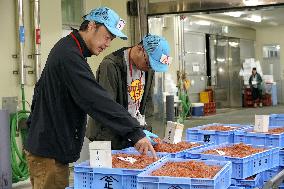 Sakura shrimp auction in Japan