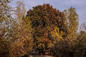 Autumn In Kashmir