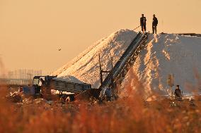 Sea Salt Harvest