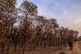 Autumn In Kashmir