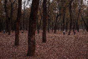 Autumn In Kashmir