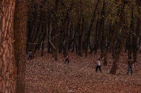 Autumn In Kashmir