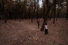 Autumn In Kashmir