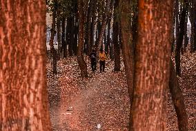 Autumn In Kashmir