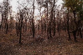 Autumn In Kashmir