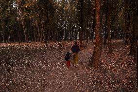 Autumn In Kashmir