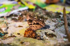 Evening Brown Butterfly (Melanitis Lead) Camouflage To Resemble A Dead Leaf