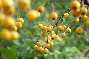 Colorful Berries