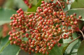 Colorful Berries