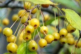 Colorful Berries