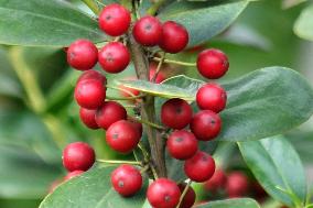 Colorful Berries