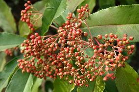 Colorful Berries