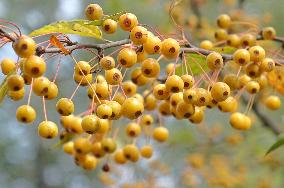 Colorful Berries